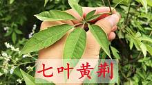 都说黄荆叶是个“宝”，看看到底有啥用途？今天终于找到了