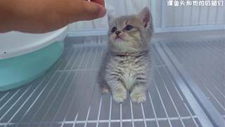 如何讓小奶貓主動(dòng)求擼？
