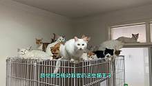 被三十几只猫“蹂躏”的智能猫厕所#猫塔后遗症 #猫砂盆