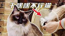 布偶猫有多蠢？连猫抓板都不会用，主人无奈只好手动教学
