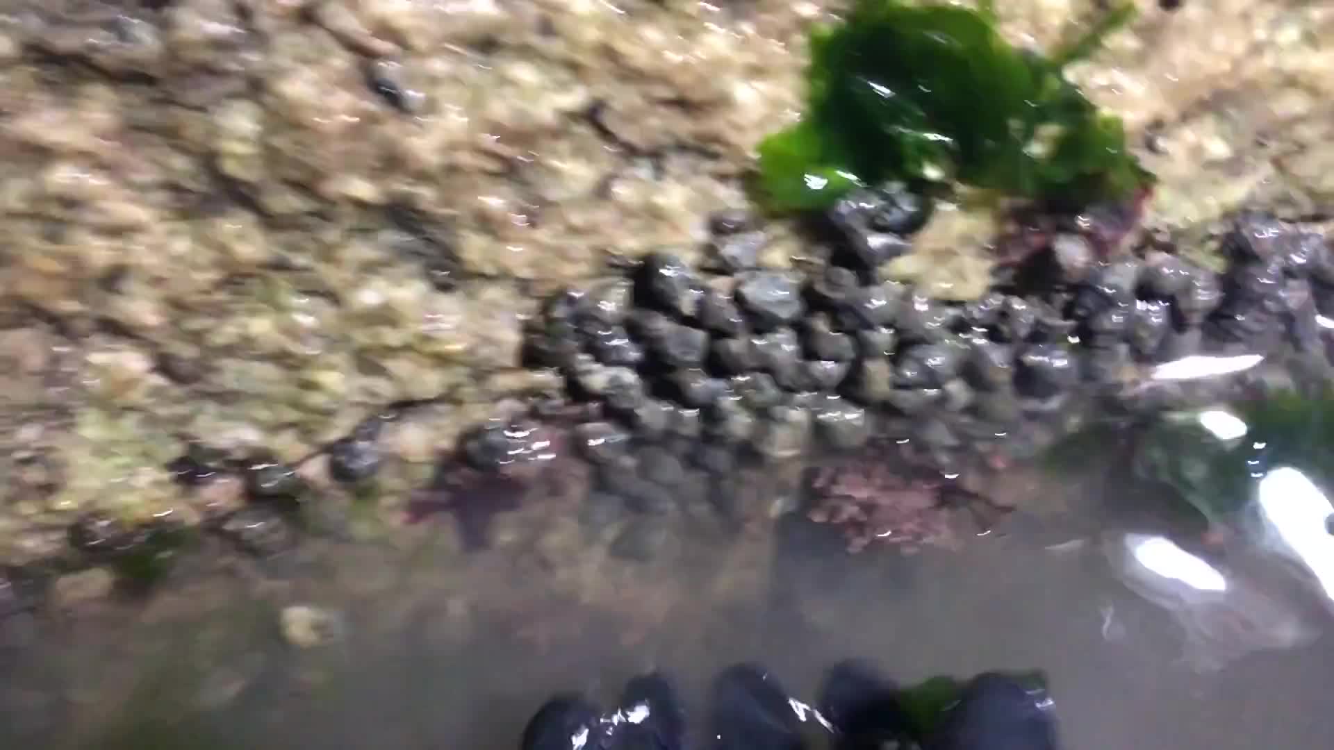 走去盘废弃海参池，秘密基地都快被发现了，大家都来挖生蚝吧