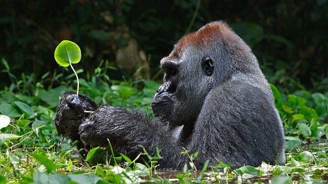 【经典战役Top250】（上）天梯双排，悬念重重很精彩的一局~~~