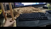喵喵喵
