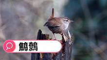 鷦鷯，叫聲如鈴聲，耳朵懷孕了