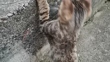 逗个猫