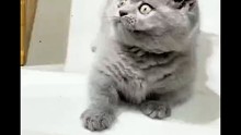 可愛的小貓