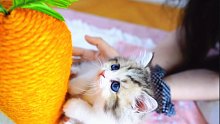 超萌小奶貓，軟乎乎的鏟屎官最愛逗它，太可愛了