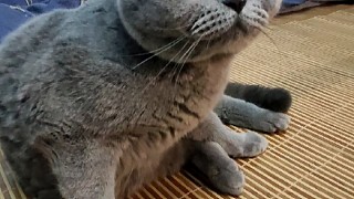 憨憨
