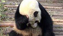 大熊貓有多愛干凈？吃蘋果前要自己擦干凈