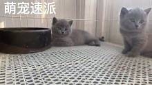 精品英短蓝猫找新家