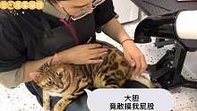 洗猫vlog｜奶凶奶凶的豹猫，上一秒亲亲，下一秒咬人！
