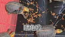 黄缘龟，下次喂水果你们吃