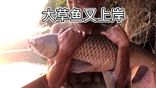 连续野钓260天第107天鲫鲤连杆再