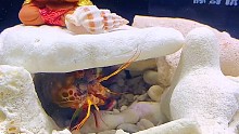 在老彈的眼里全是吃的！包括我得魚缸！