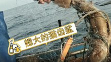 彪哥远赴深海捕鱼第4天，捕获少见超大的猫齿鲨，还有龙虾跟石斑