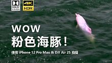 我用手机拍到了粉红色海豚！超治愈短片！iPhone 12 Pro Max 杜比视界 4K HDR