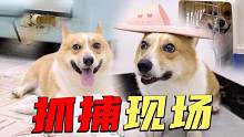狗狗成精了，要是沒監(jiān)控，永遠也發(fā)現(xiàn)不了狗子竟然懂偽裝作案現(xiàn)場
