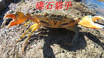 漁民阿平美食直播_漁民阿平視頻直播 - 虎牙直播
