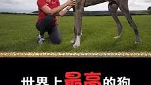 比姚明还高的狗你见过吗？#世界上最高的狗 #大丹犬 #狗狗
