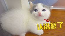 小奶貓討厭親生爸爸，轉(zhuǎn)頭認(rèn)絕育公貓做爹，離譜！