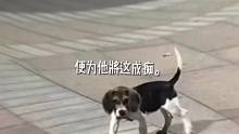 萌狗来袭