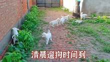 旺歌一家：每日必修課，狗媽媽的親子方式花樣翻新，總落不下大鵝