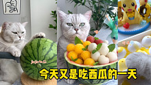 又是吃西瓜的一天，你們發(fā)現(xiàn)本喵的全家福了嗎？
