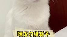 不講武德的小貓咪，就別怪我不客氣了#萌寵出道計(jì)劃 #貓咪的迷惑行為