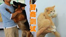 貓狗智商測(cè)試：我好像測(cè)試了，但又沒完全測(cè)試清楚!