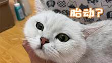 原來(lái)小貓咪也是能感受到胎動(dòng)的，真的是一個(gè)神奇的事情！