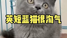 英短蓝猫