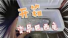 花450網(wǎng)購(gòu)一只才出生的白化巴西，小伙伴們覺(jué)得值嗎