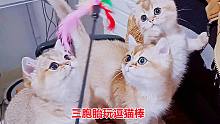 面對(duì)陌生的香蕉和逗貓棒，三胞胎小貓會(huì)對(duì)哪個(gè)更感興趣呢