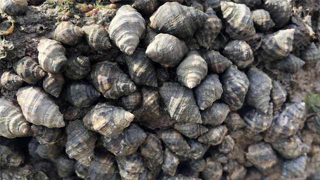 仙人岛抓辣螺第十六天，掏窝掏到几十斤，昨天刚抓完今天又爬满了