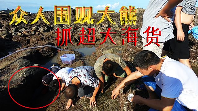 一个月只能抽1次的200平大坑，众人围观大熊抓超大海货，场面火爆