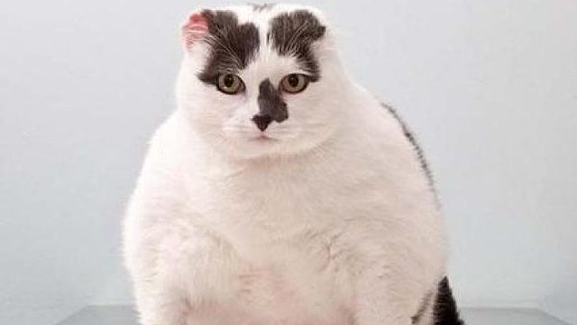 【Ro山明言堂】（下）悔神事业如日中天不能脱身、但永远是直播间的好大哥、悔神的魔法书永远是我的最爱~