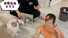 小鏟屎官沉迷喂貓無法自拔，有一種餓叫你帶大的小小鏟覺得你餓