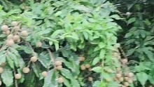 龙眼大丰收