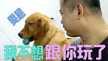 拒絕跟金毛一起玩的話(huà) 金毛會(huì)是是沒(méi)反應(yīng)