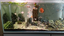 客厅小鱼缸
