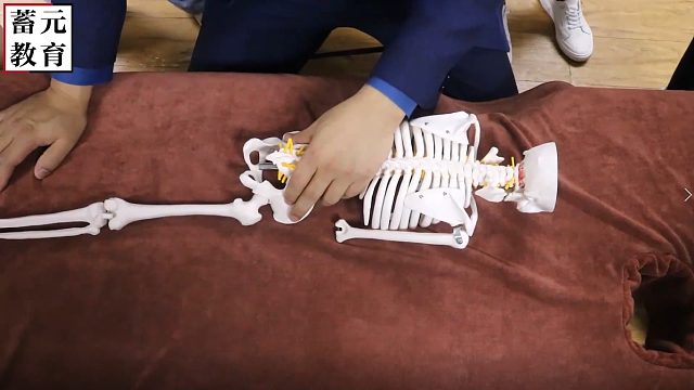 蓄元教育-骨盆闭合术之骨盆高低理论