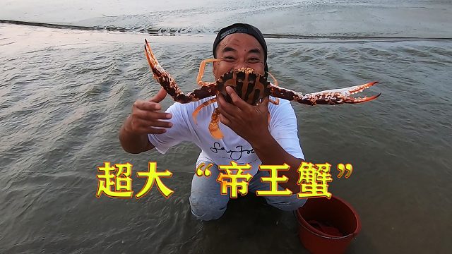 大熊到半岛上赶海，意外收获“帝王蟹”，直接爆桶，锅都装不下