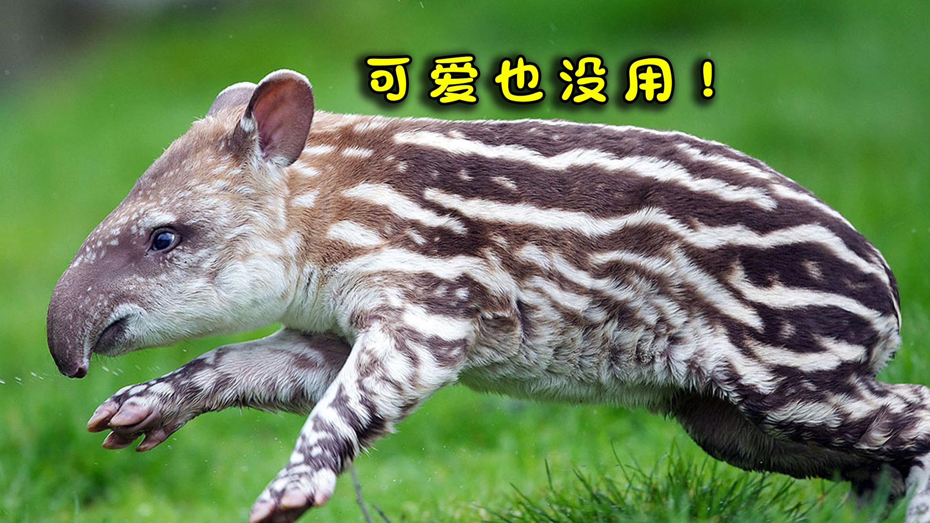 （二）恐龙岛大猎杀，你们这些糟老头子坏的很