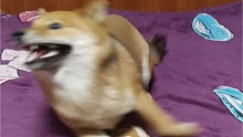 三寶的迷惑行為?。?！你們見(jiàn)過(guò)柴犬爬行閃現(xiàn)嗎？？？