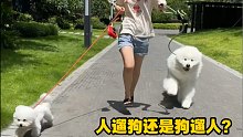【薩摩耶】你以為的遛狗？