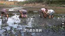 农村一个小野坑鱼真多，大爷大娘赤着脚下去摸，袋子不装满还不走
