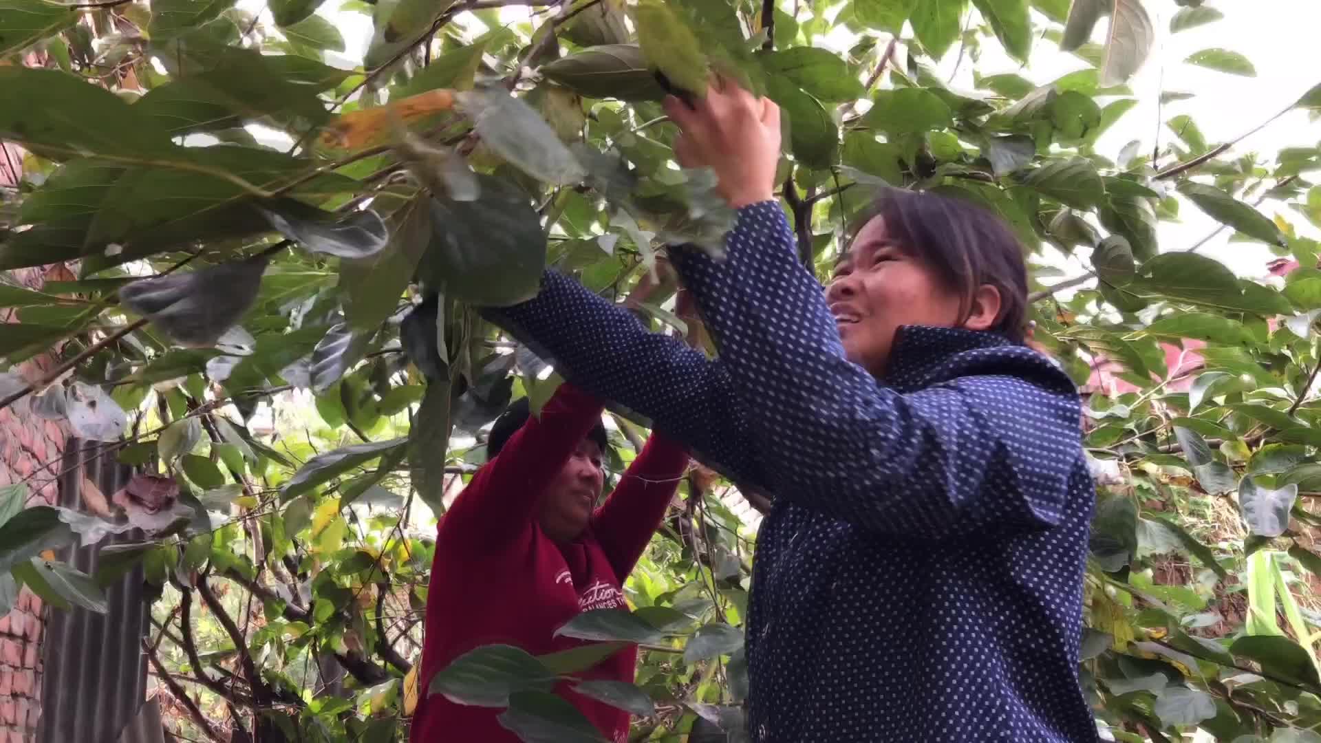 婆媳俩摘柿子，儿媳脚一蹬直接上树，乖乖没想到这儿媳功夫真厉害