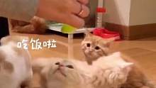 猫：请问一下 你有礼貌吗？#拿破仑猫 #曼基康矮脚 #猫 #萌宠