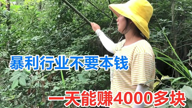 又一个不要本钱的，一天能赚4000块，加工后价值翻了30倍，暴利！