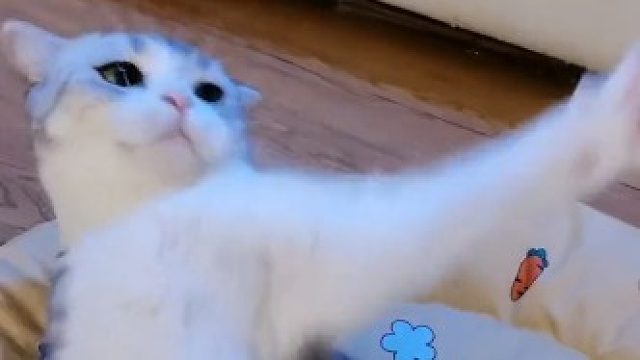 Q弹的猫屁屁是什么感觉？这辈子是不可能拿到了